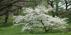 Flowering-Dogwood-Tree